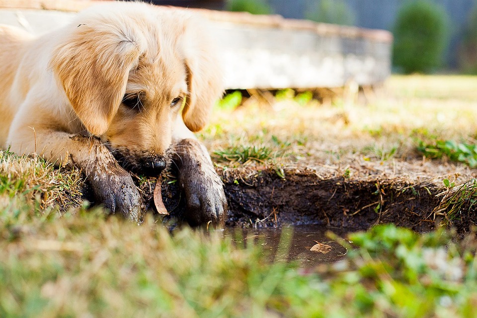 Essential Guide to Choosing the Best Puppy Food: Common Types, Popular Brands, and Key Buying Tips