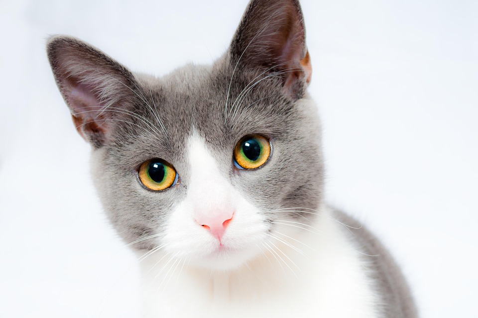 Understanding Common Types of Wet Cat Food: A Comprehensive Guide for Cat Owners