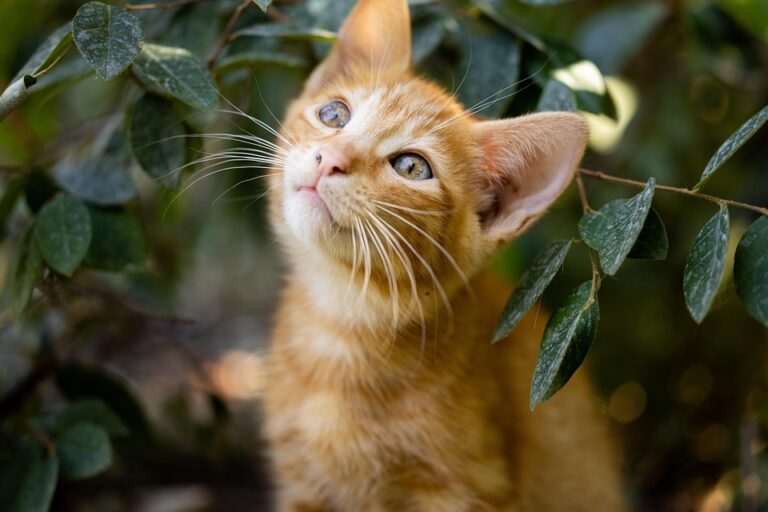 The Essential Guide to Choosing the Best Wet Cat Food: Brands, Types, and Tips for Your Feline Friend