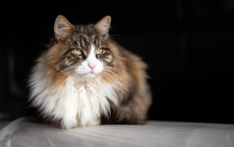 Exploring the Common Types of Wet Cat Food: A Comprehensive Guide for Cat Owners