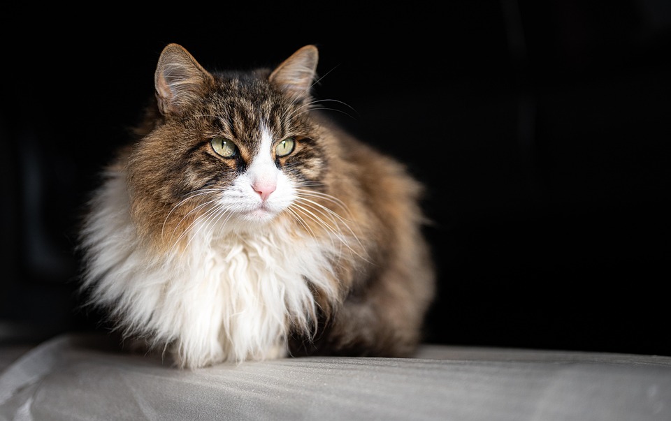Exploring the Common Types of Wet Cat Food: A Comprehensive Guide for Cat Owners