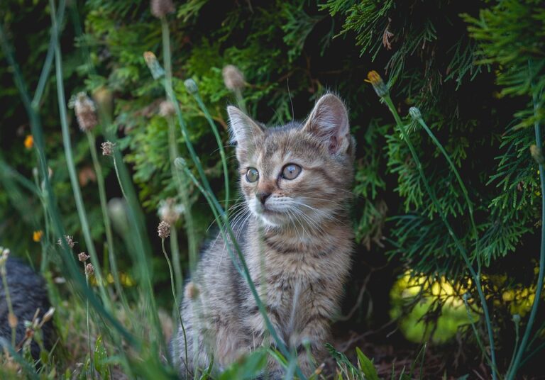 Exploring the Common Types of Wet Cat Food: What Every Cat Owner Should Know