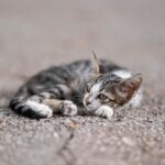 Understanding the Common Types of Wet Cat Food: A Guide for Pet Owners in the UK