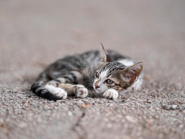 Understanding the Common Types of Wet Cat Food: A Guide for Pet Owners in the UK