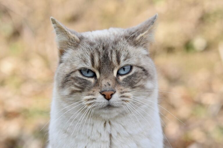 Understanding Grain-Free Cat Food: Common Types and Their Benefits for Your Feline Friend