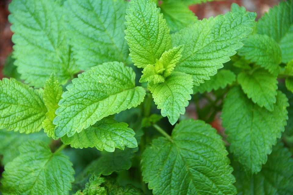 Exploring the Evolution of Cleansing Balms: A Comprehensive Guide to Their History and Benefits
