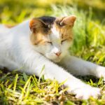 Essential Buying Tips for Grain-Free Cat Food: What Every Cat Owner Should Know