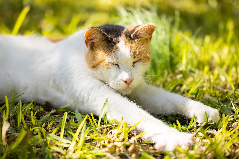 Essential Buying Tips for Grain-Free Cat Food: What Every Cat Owner Should Know