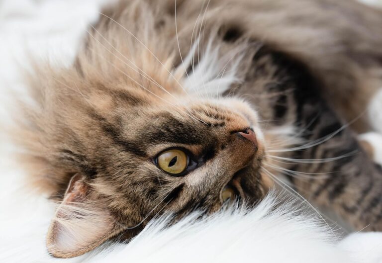 The Rise of Grain-Free Cat Food: Exploring Common Brands and Their Benefits