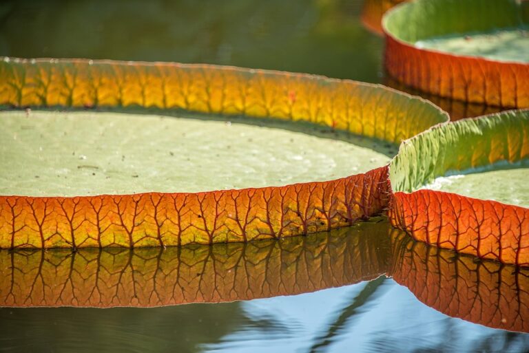 Exploring the Common Uses of Exfoliating Pads: A Comprehensive Guide