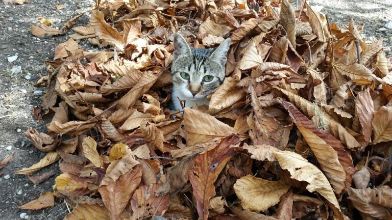 The Ultimate Guide to Choosing the Right Dry Cat Food: Top Brands, Types, and Buying Tips