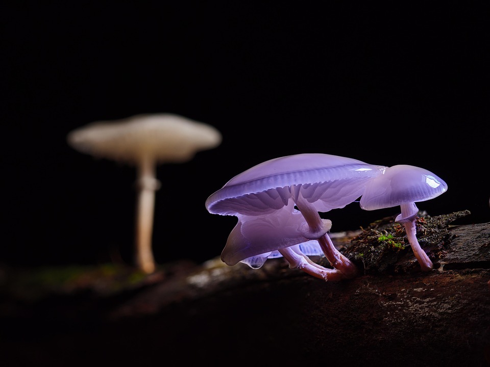 Exploring the Evolution of Slime Kits: A Comprehensive Guide to Their History and Popularity