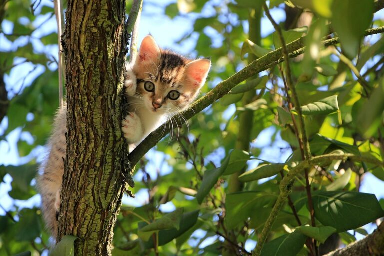 Understanding the Common Types of Freeze-Dried Cat Food: A Comprehensive Guide for Pet Owners