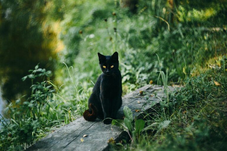 The Pros and Cons of Grain-Free Cat Food: What Every Cat Owner Should Know