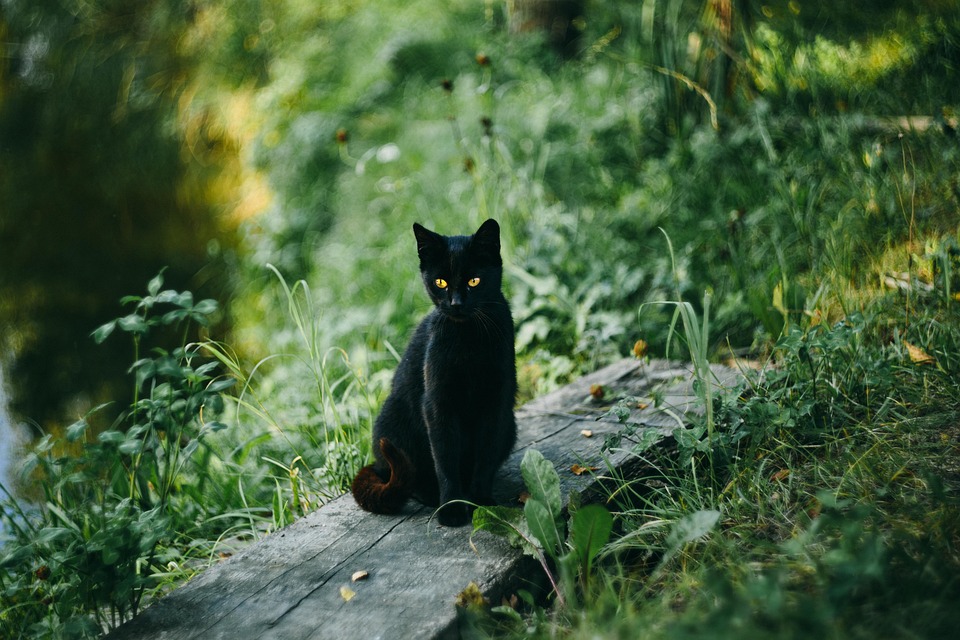 The Pros and Cons of Grain-Free Cat Food: What Every Cat Owner Should Know