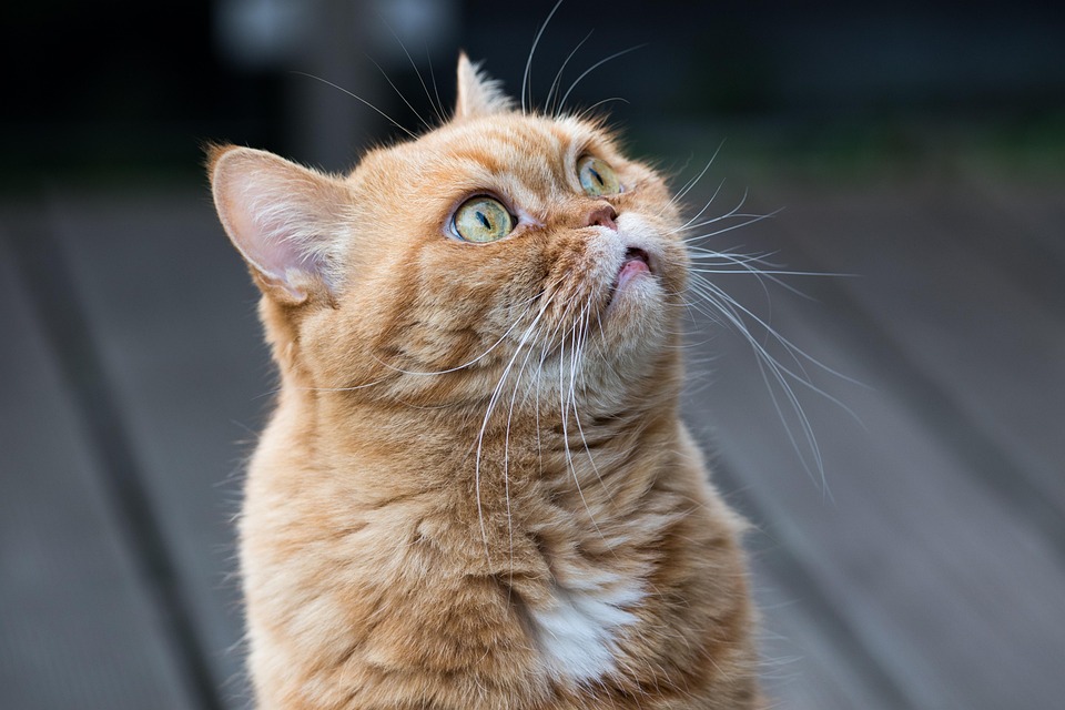Understanding Grain-Free Cat Food: A Comprehensive Guide to Popular Brands and Their Uses