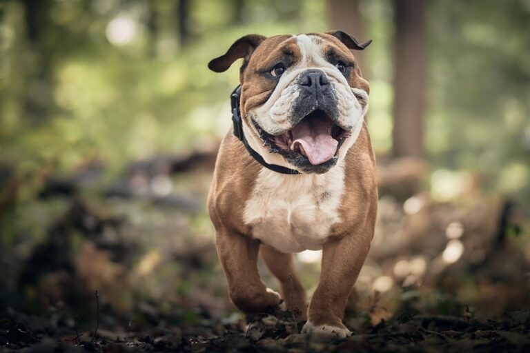 The Pros and Cons of Grain-Free Dog Food: What Every Pet Owner Should Know