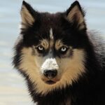 Exploring the Common Types of Grain-Free Dog Food: What Every Pet Owner Should Know