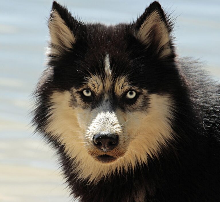 Exploring the Common Types of Grain-Free Dog Food: What Every Pet Owner Should Know