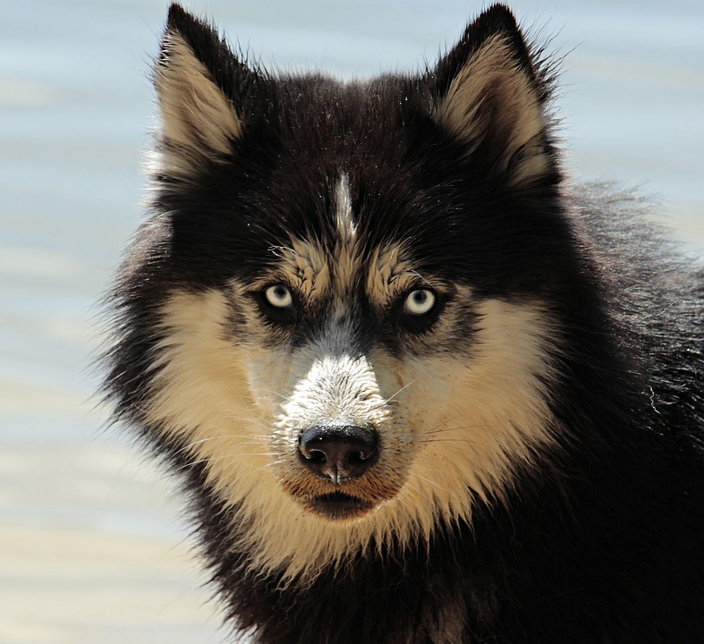 Exploring the Common Types of Grain-Free Dog Food: What Every Pet Owner Should Know