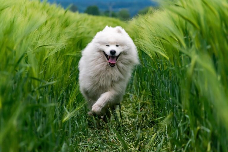 Understanding the Common Types of Freeze-Dried Dog Food: A Comprehensive Guide for Pet Owners