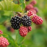 Exploring the Common Uses of Vitamin B Complex: Benefits and Applications in Daily Health