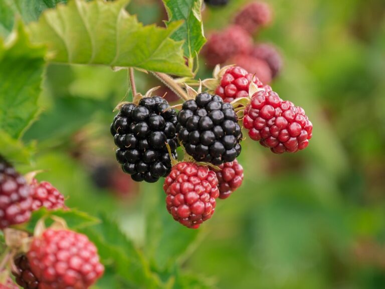 Exploring the Common Uses of Vitamin B Complex: Benefits and Applications in Daily Health
