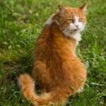 Understanding the Common Types of Grain-Free Cat Food: A Guide for Pet Owners