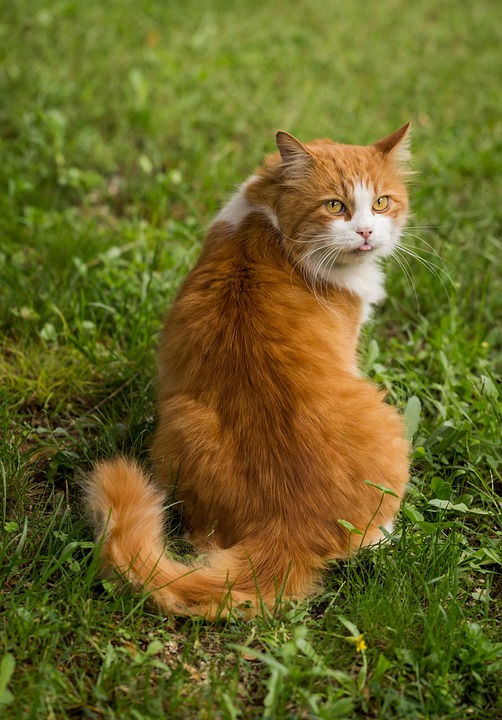 Understanding the Common Types of Grain-Free Cat Food: A Guide for Pet Owners
