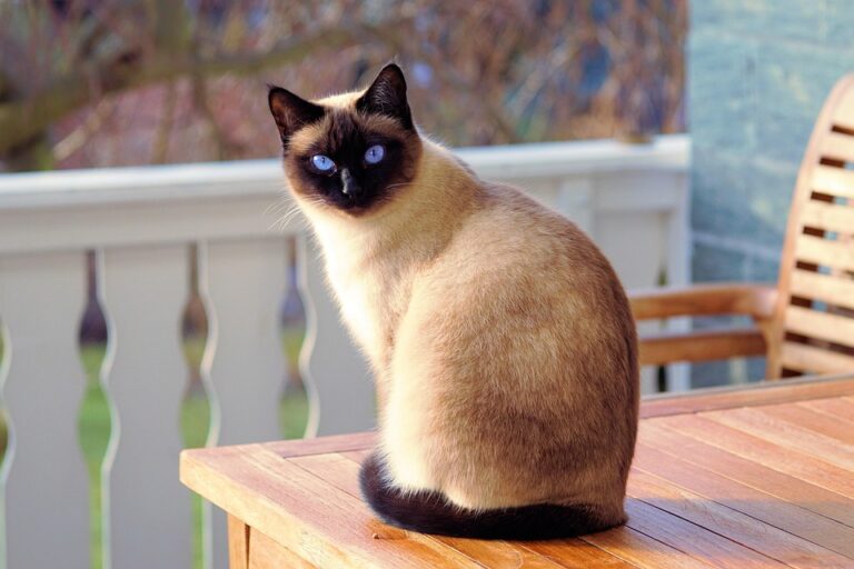 Exploring the Common Types of Grain-Free Cat Food: A Guide for Discerning Pet Owners