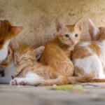 Understanding the Common Types of Grain-Free Cat Food: A Guide for Health-Conscious Pet Owners