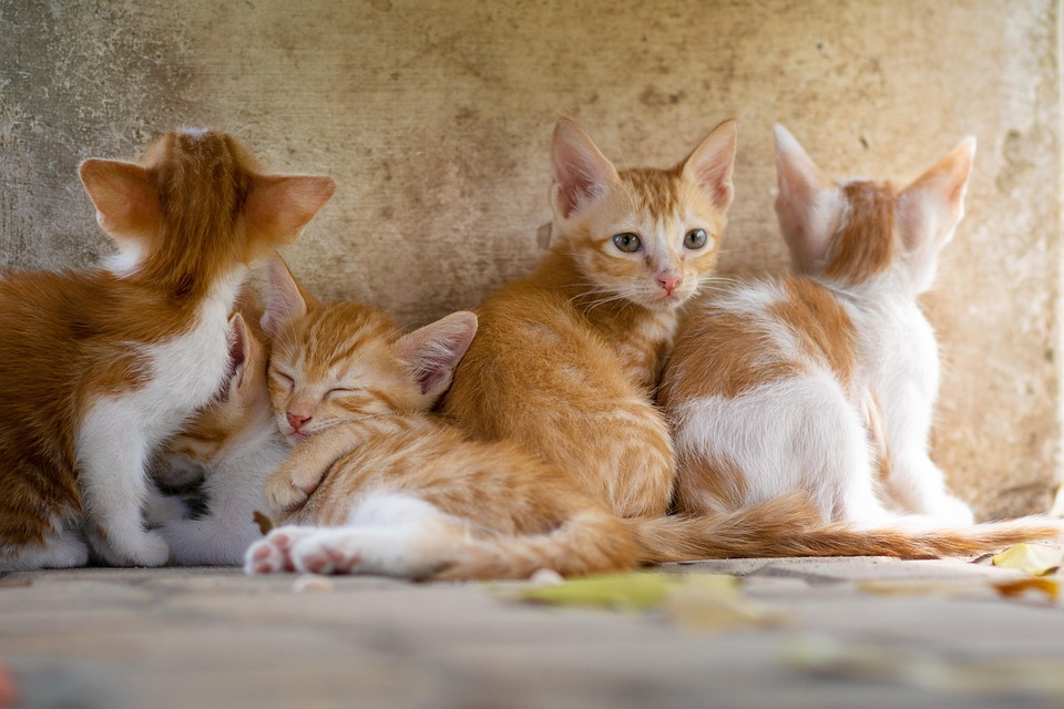 Understanding the Common Types of Grain-Free Cat Food: A Guide for Health-Conscious Pet Owners
