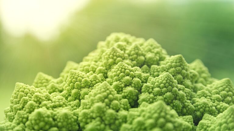 Exploring the Common Types of Raw Dog Food: A Comprehensive Guide for UK Pet Owners