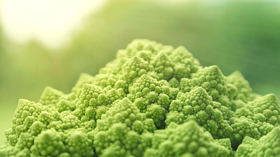 Exploring the Common Types of Raw Dog Food: A Comprehensive Guide for UK Pet Owners