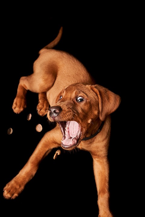 Essential Guide to Choosing the Best Dog Treats: Types, Uses, and Top Brands