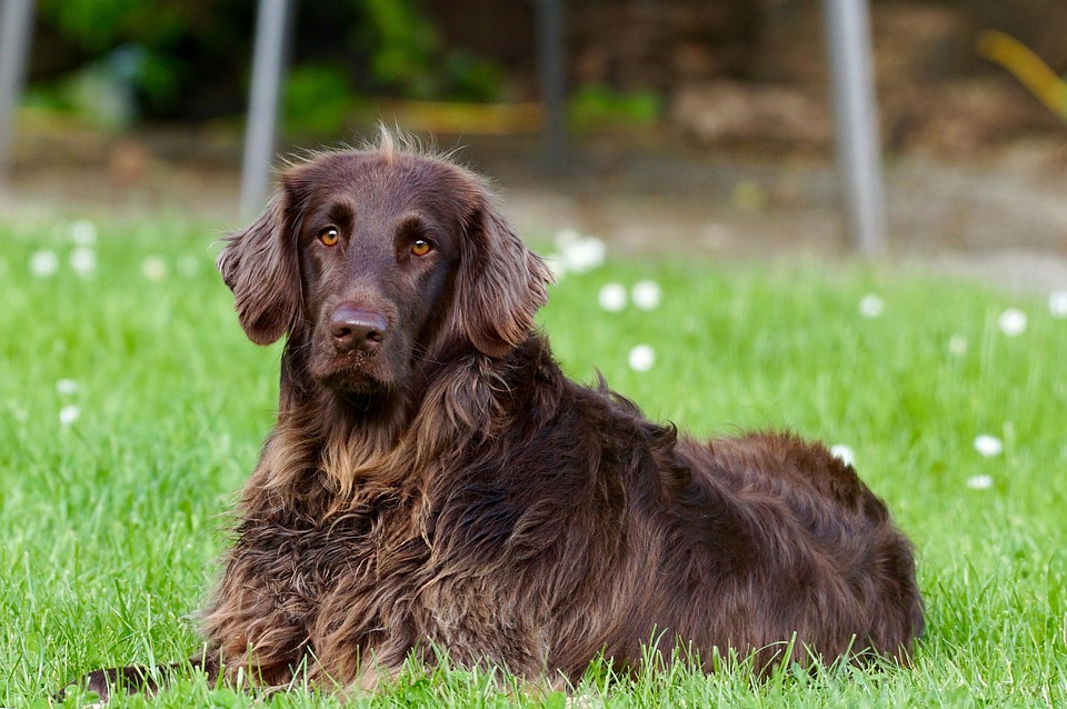 Exploring the Common Types of Freeze-Dried Dog Food: A Guide for Pet Owners